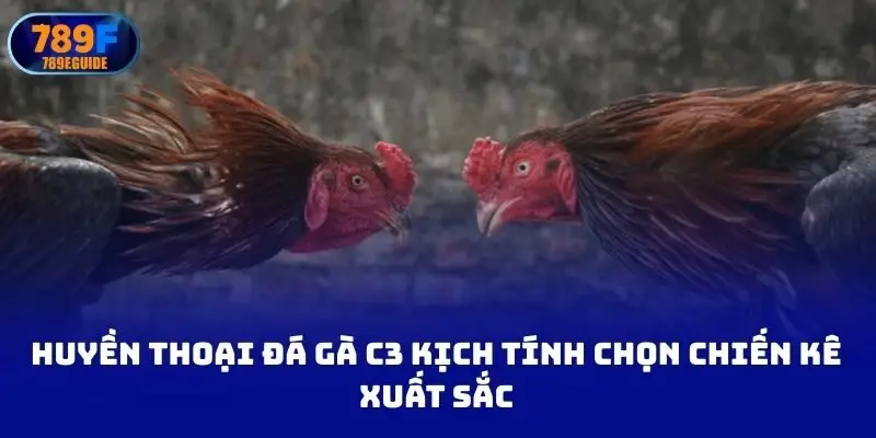 Huyền thoại đá gà c3 kịch tính chọn chiến kê xuất sắc