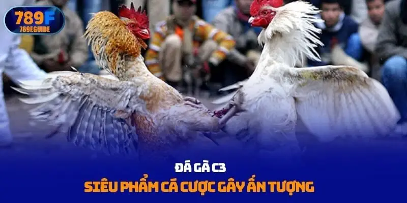 Đá gà C3