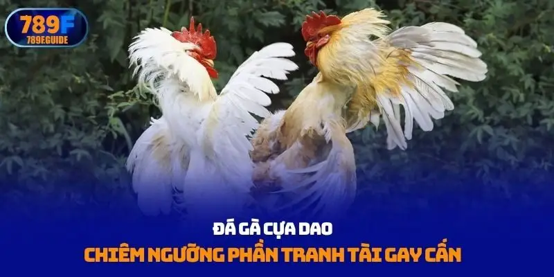 Đá gà cựa dao