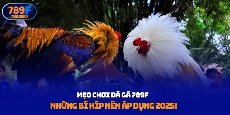 Mẹo chơi đá gà 789F