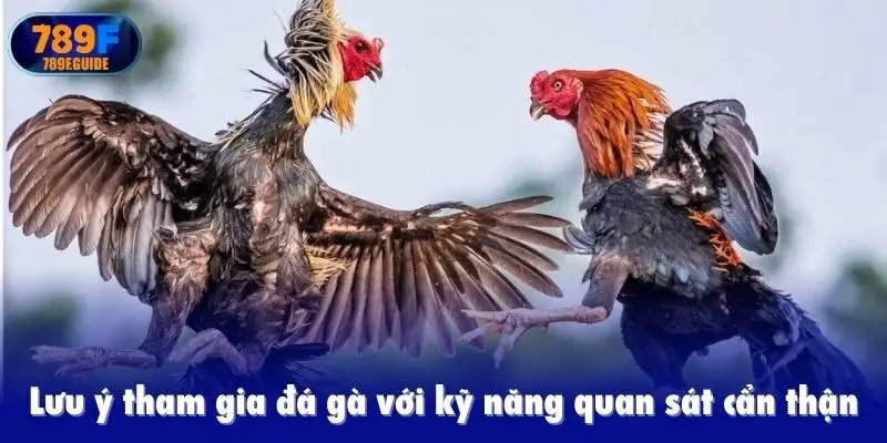 Lưu ý tham gia đá gà với kỹ năng quan sát cẩn thận