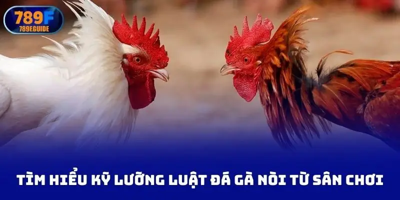 tìm hiểu kỹ lưỡng luật chọi gà nòi từ sân chơi