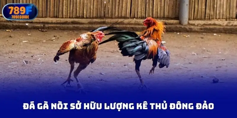 đá gà nòi sở hữu lượng kê thủ đông đảo