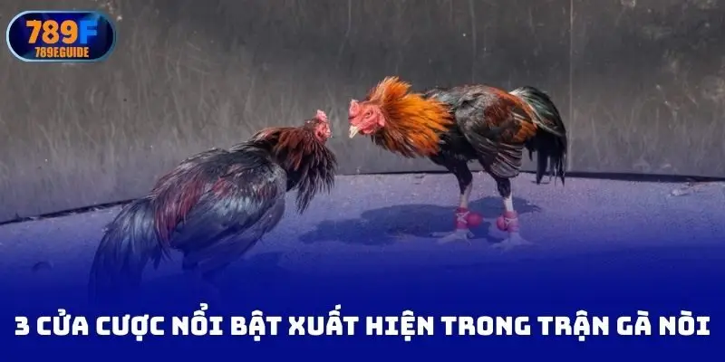 3 cửa cược nổi bật xuất hiện trong trận gà nòi